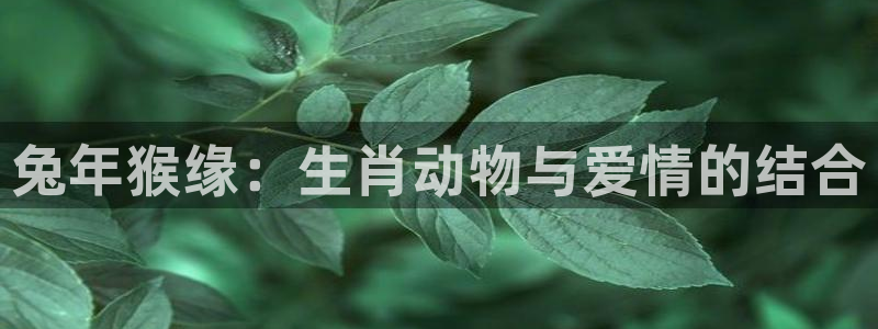 长征平台平台注册账号：兔年猴缘：生肖动物与爱情的结合